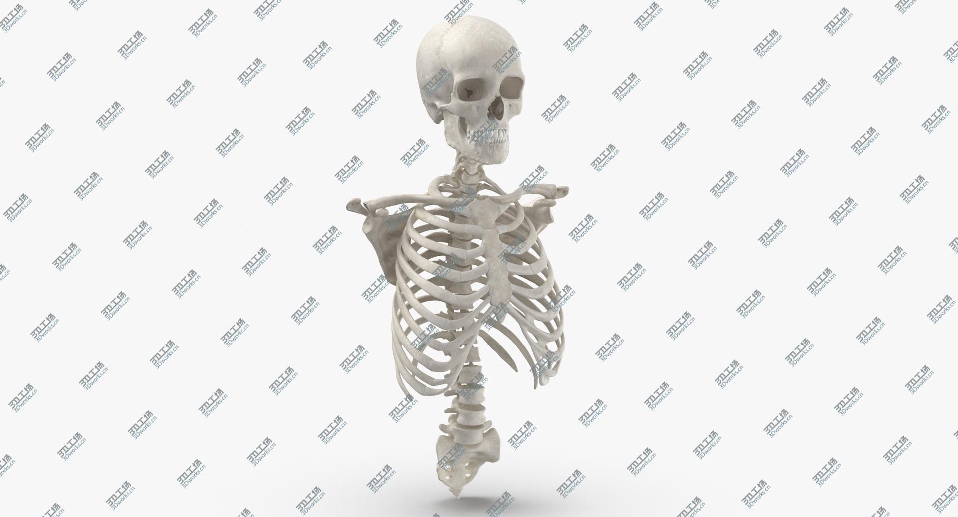images/goods_img/202104021/3D Real Human Rib Cage Spine Male Skull Calvicle and Scapula Bones Anatomy With Disks White model/3.jpg